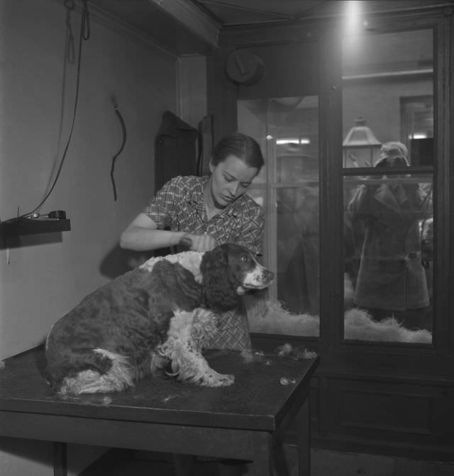 A woman brushing a dog.