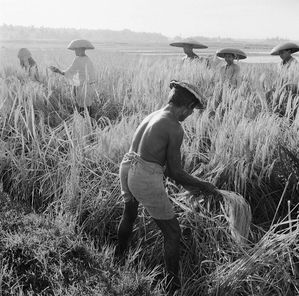 The whole family joins in a rice harvest on Bali though only men are allowd to plant it, 1954.