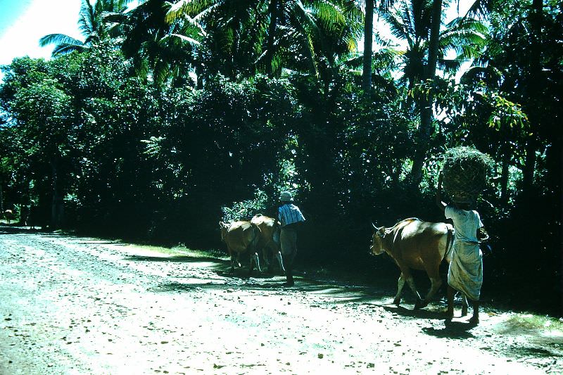 Balinese road near Sanur, 1952