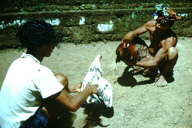 Rooster fighting in Bali, 1952