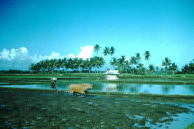 Oxen plowing, Bali, 1952