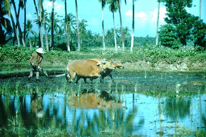 Bali. Rice farmers planting rice, Bali, 1952