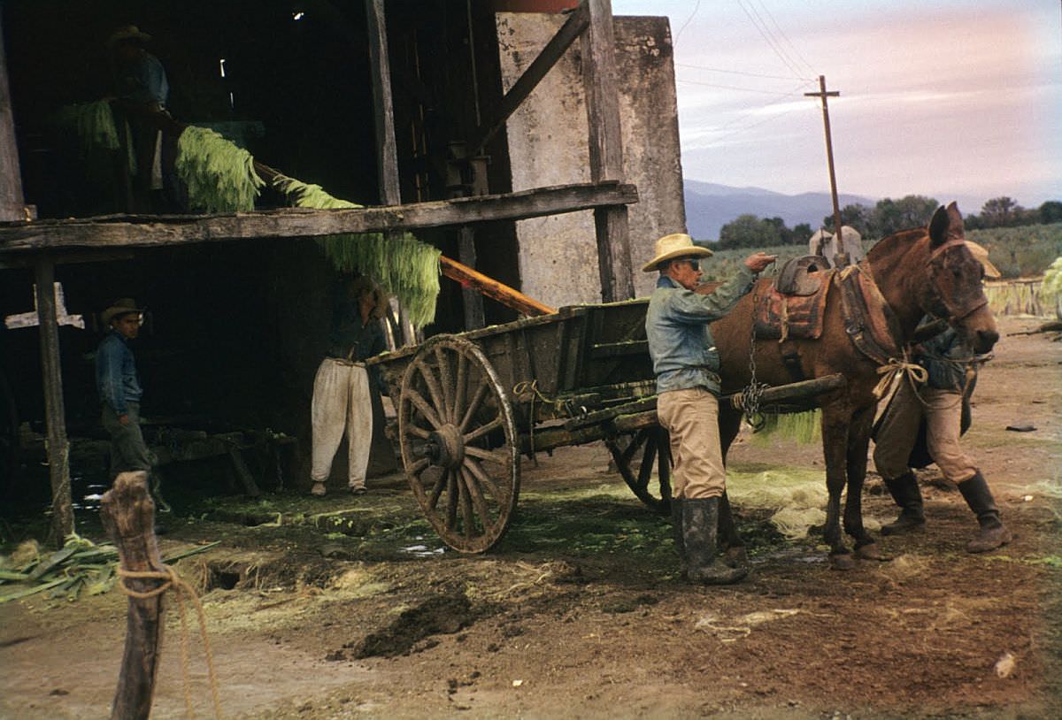 Spectacular Color Pictures Show Life In 1950s Mexico City
