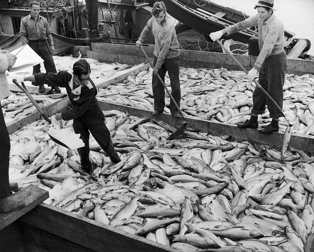 Fishers shoveling the ice to keep fresh the fish up to the canning factory in the Harbor of Vancouver, 1951