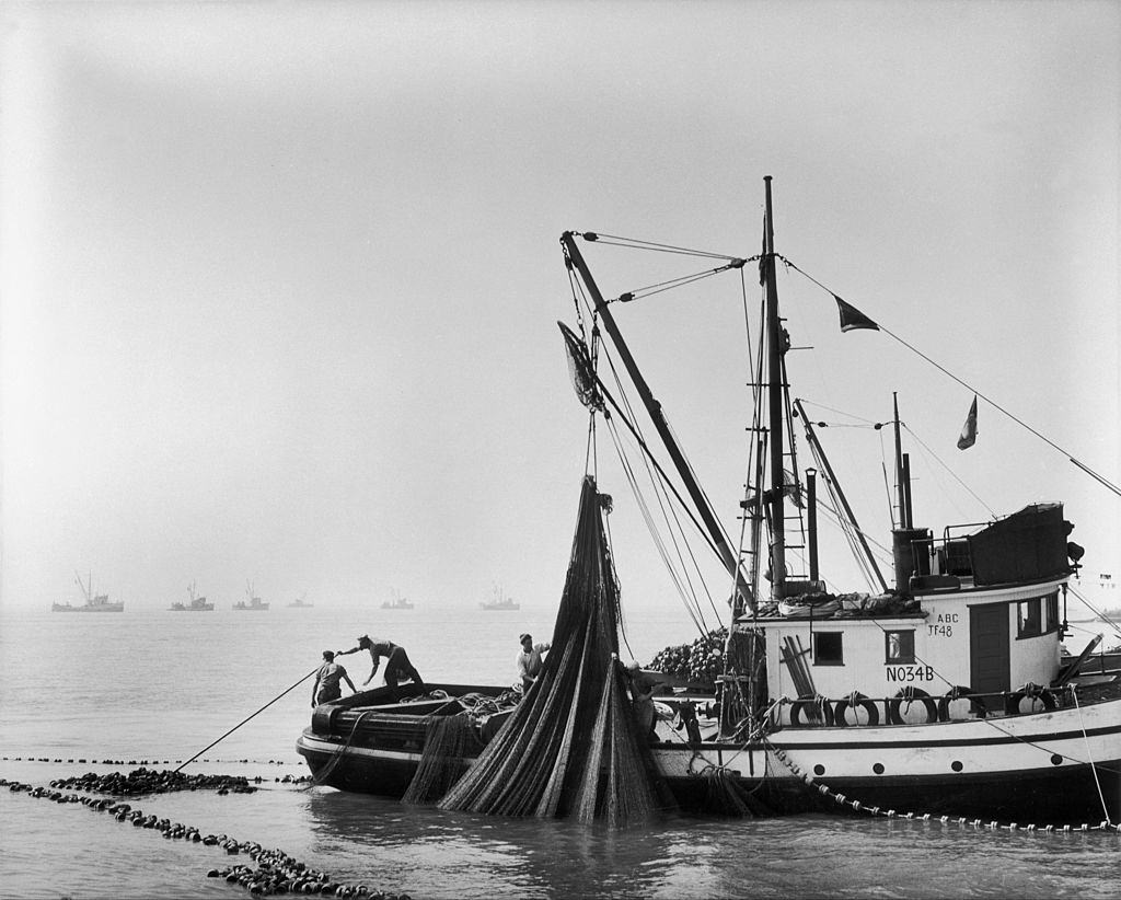 A dragger taking up a net of fish in the gulf of Georgia off Vancouver, 1950s.