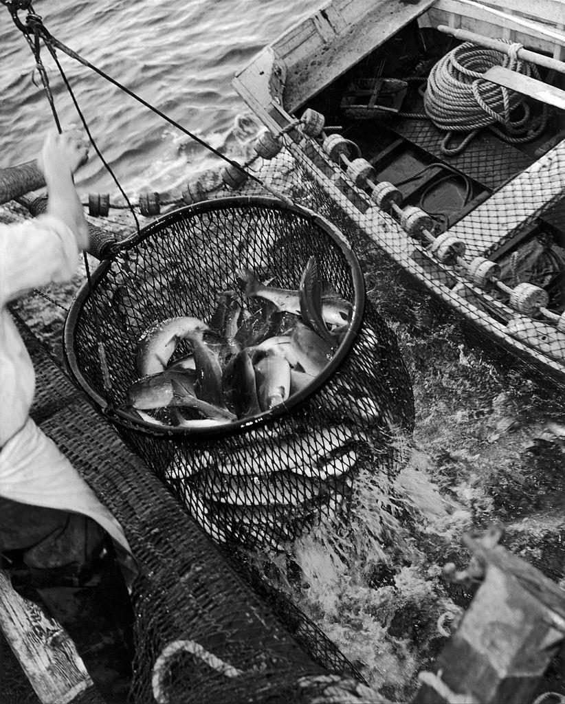 A fisherman pulling fish basket, 1950s.
