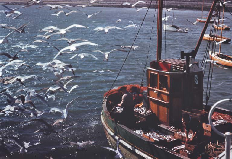 A fishing trawler returning to Skerries, Co. Dublin with a full catch, 1960s