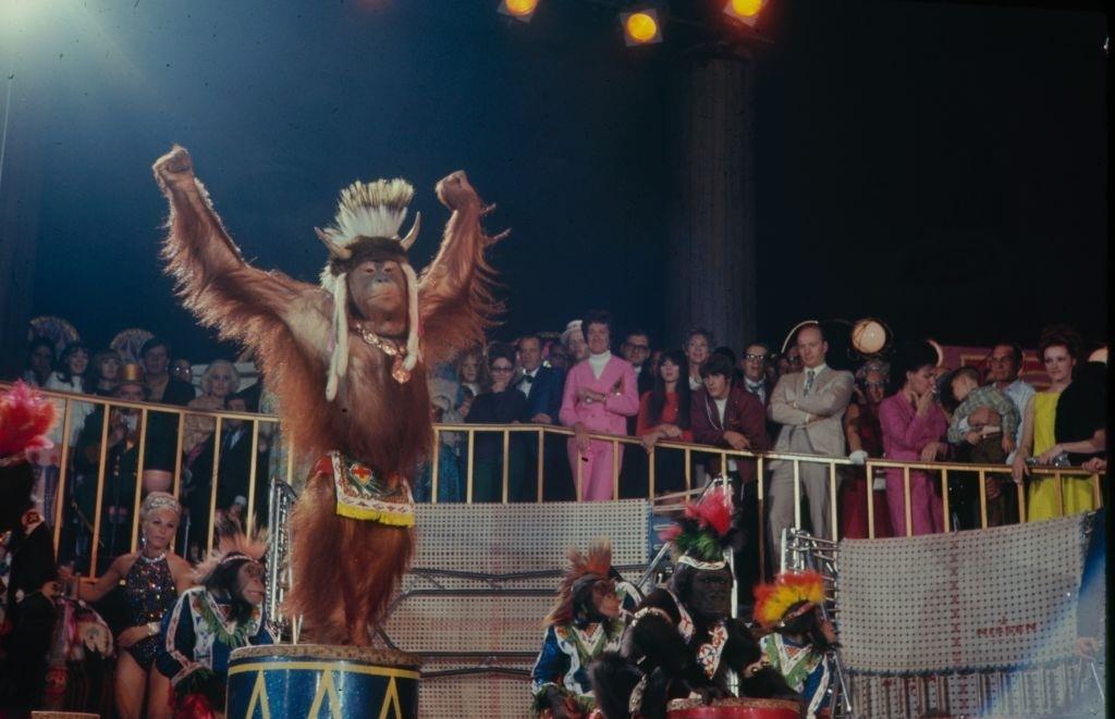 Animals performing during the opening of Circus Casino in Las Vegas, 1969.