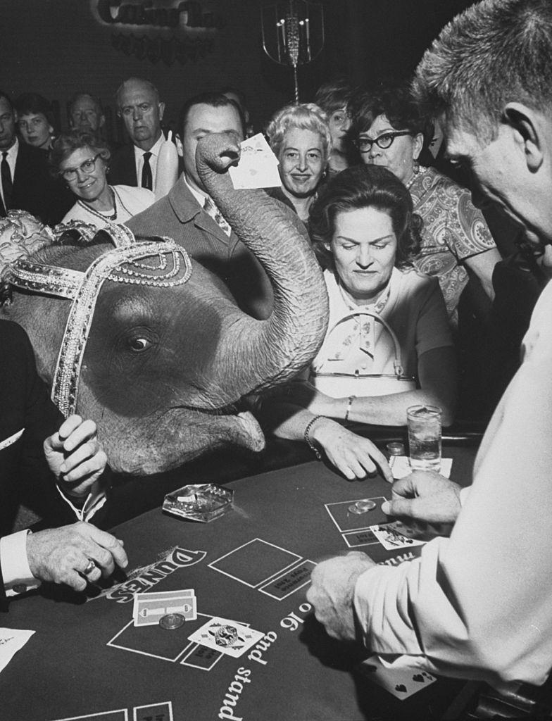 Tanya, the siamese elephant who performs on stage at Dunes, Las Vegas, 1966.