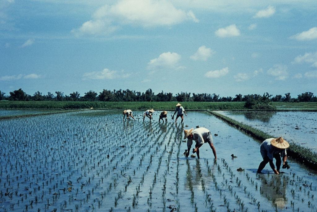 Rice farmers planting rice in a paddy field in Pingtung County, Taiwan, circa 1965.