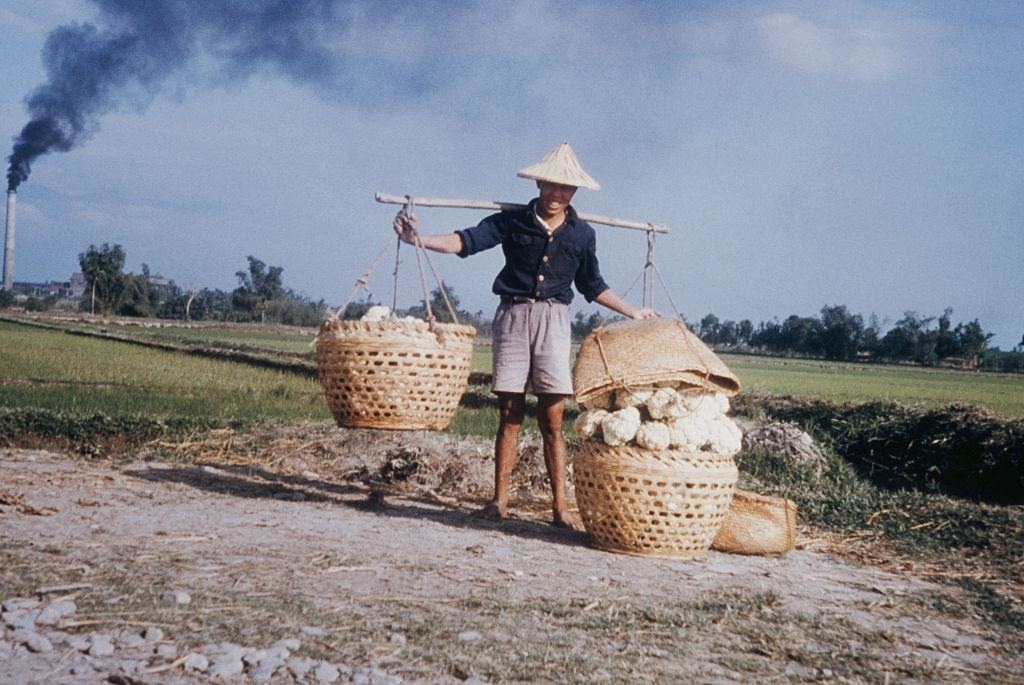 A farmer carrying cauliflowers on a yoke in Pingtung County, Taiwan, circa 1965.