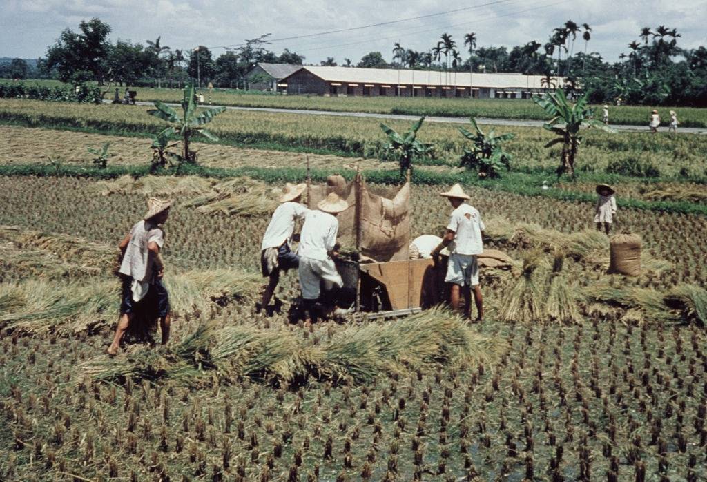 Rice farmers in Pingtung County, Taiwan, circa 1965.