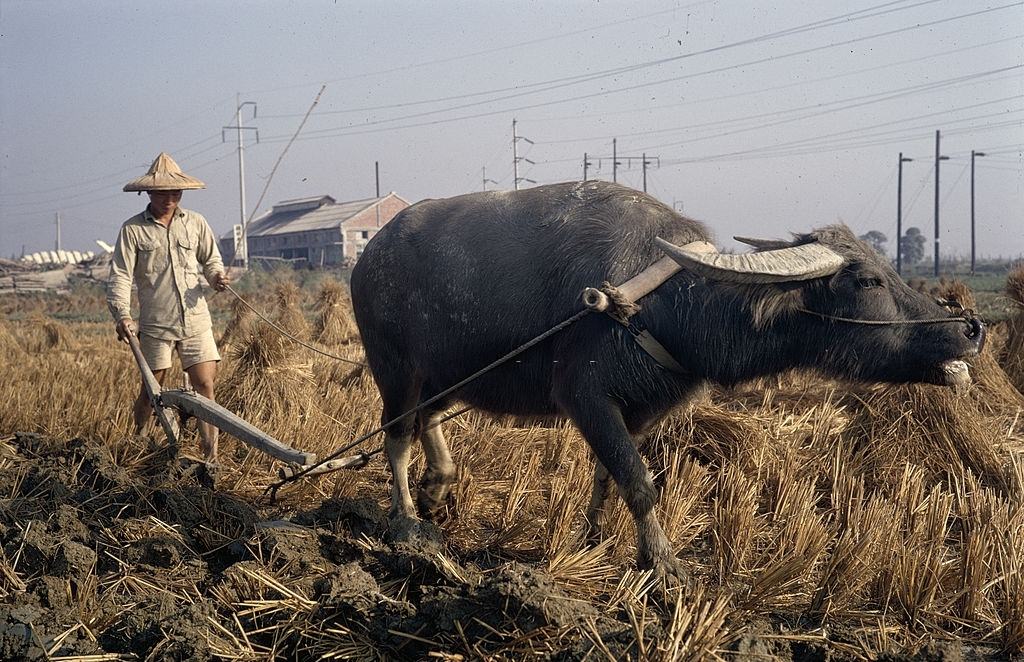 In the countryside, a farmer plows his field with an ox, Taiwan, 1969.