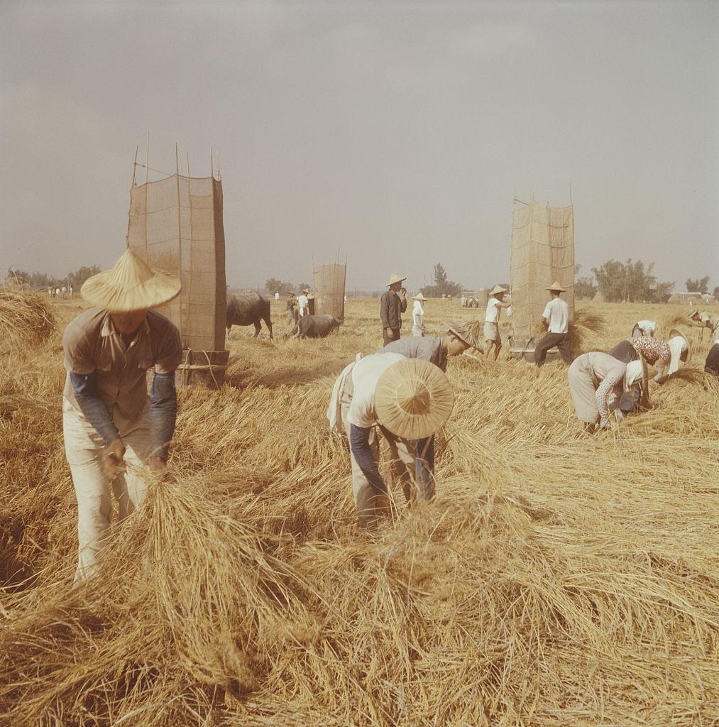 Farmers harvesting crops in Taiwan, circa 1960.