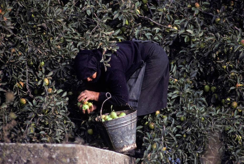 Greek Lady picking Apples, Lasithi Plateau, Crete, Greece. 1979.