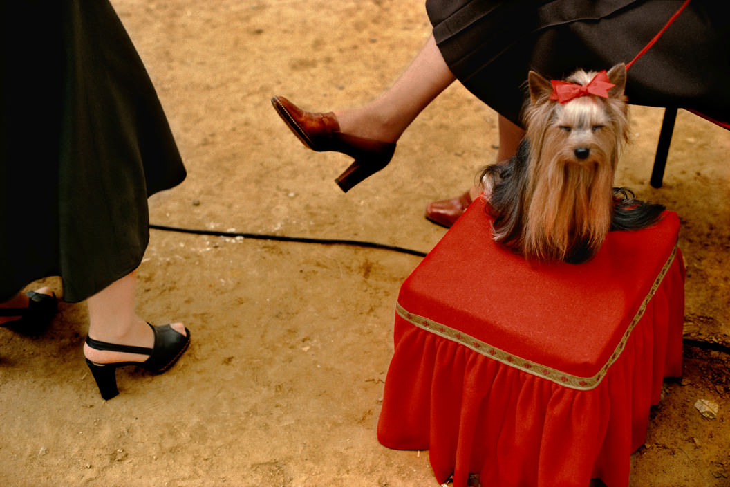 International exhibition of purebred dogs, 1981