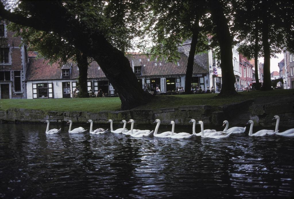 Swans on the Zwin in Bruges, May 1981.