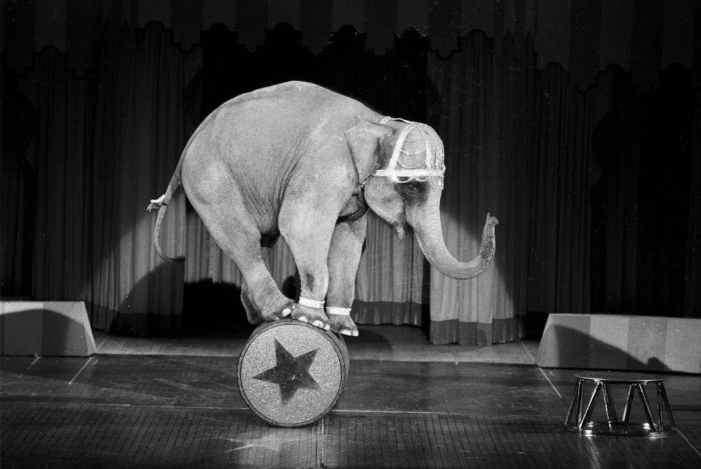 Elephant of the Moulin Rouge troupe during a show in Las Vegas, 1982.