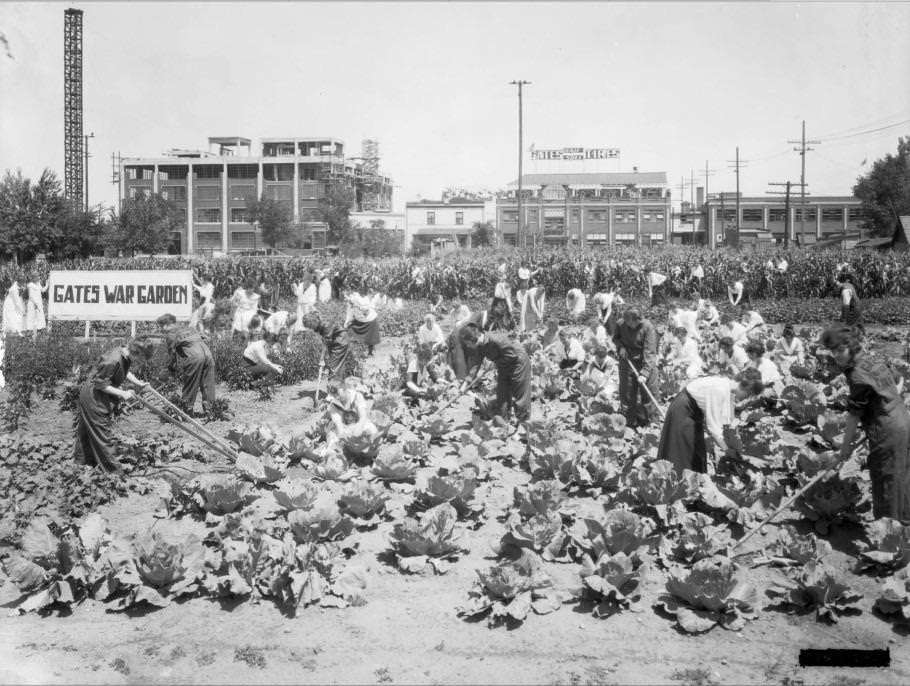 Women tending to a war garden outside of Gates Rubber Factory in Denver, 1914