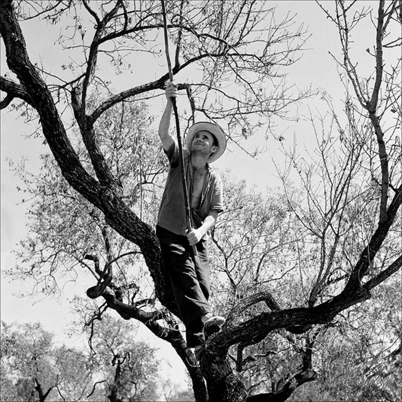 Almond gatherers near Inca, 1957