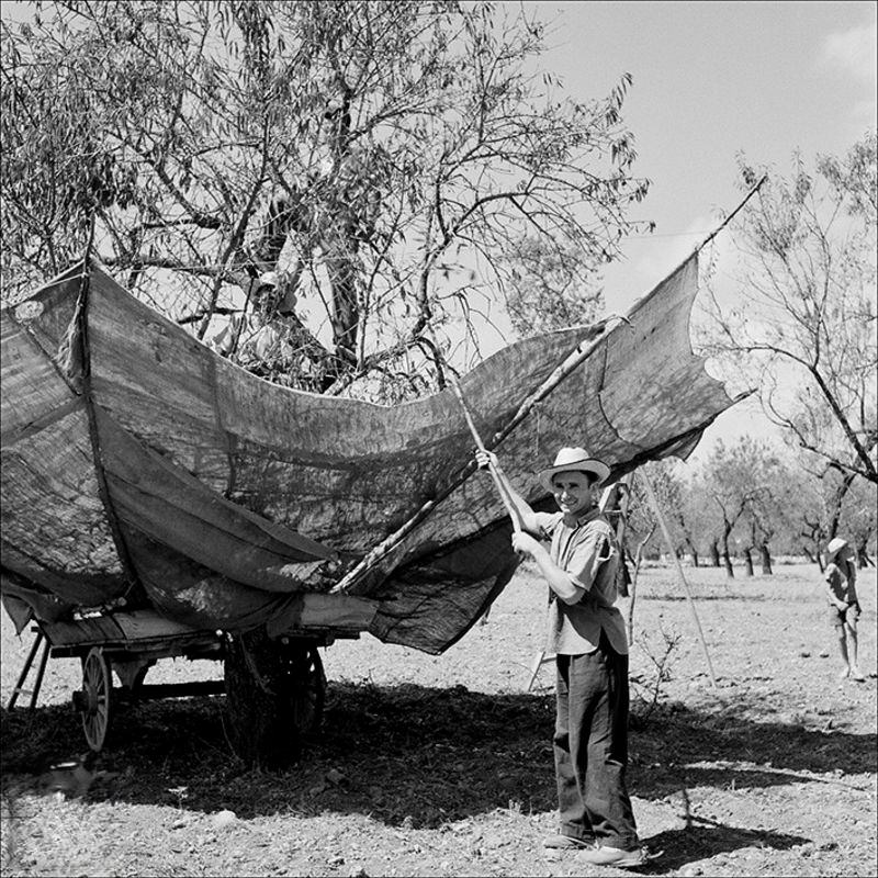 Almond gatherers near Inca, 1957