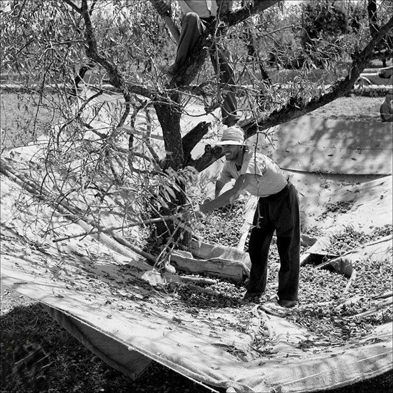Man hitting a tree near Inca, 1957