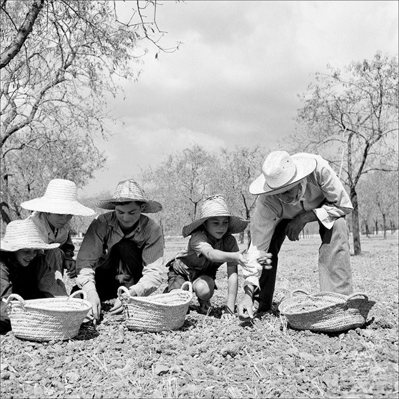 People holding almonds from the ground near Inca, 1957