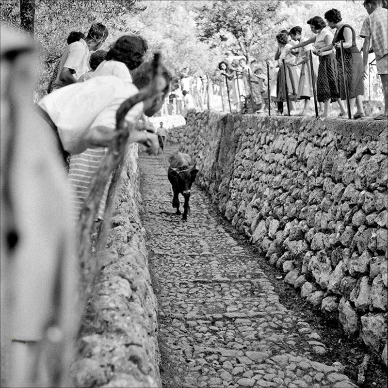 People watching the descent of the Fornalutx bull, 1957