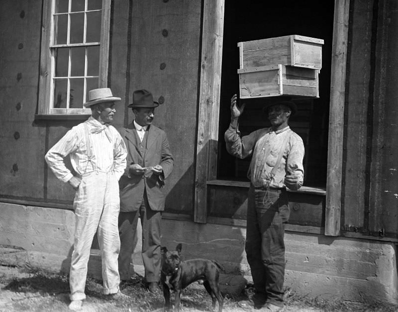 Man balancing boxes of cranberries on his head with two other men looking on, New Bedford, 1916