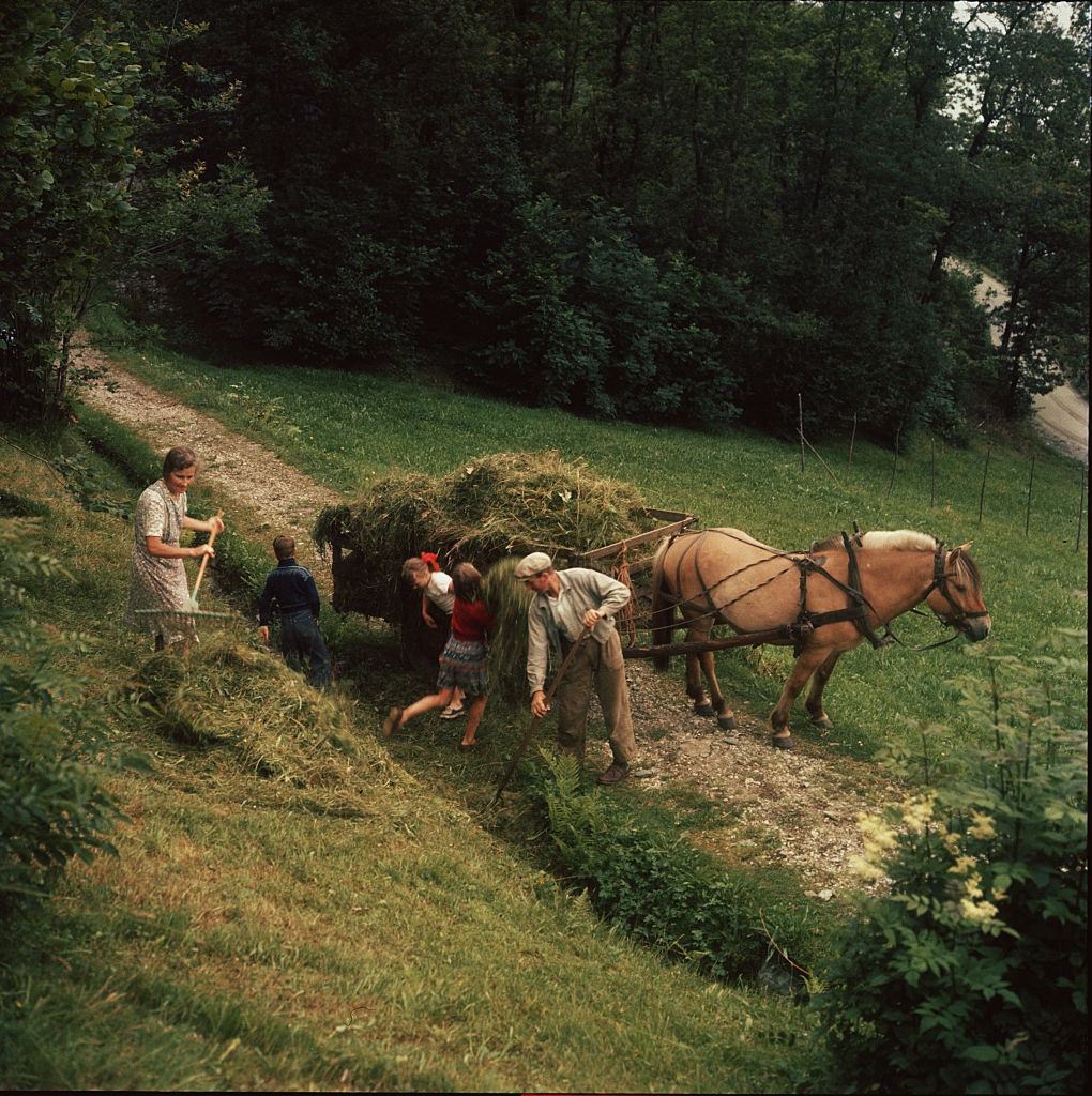 A peasant family loading a cart with hay, near the Hardangerfjord in South Western Norway, 1951.