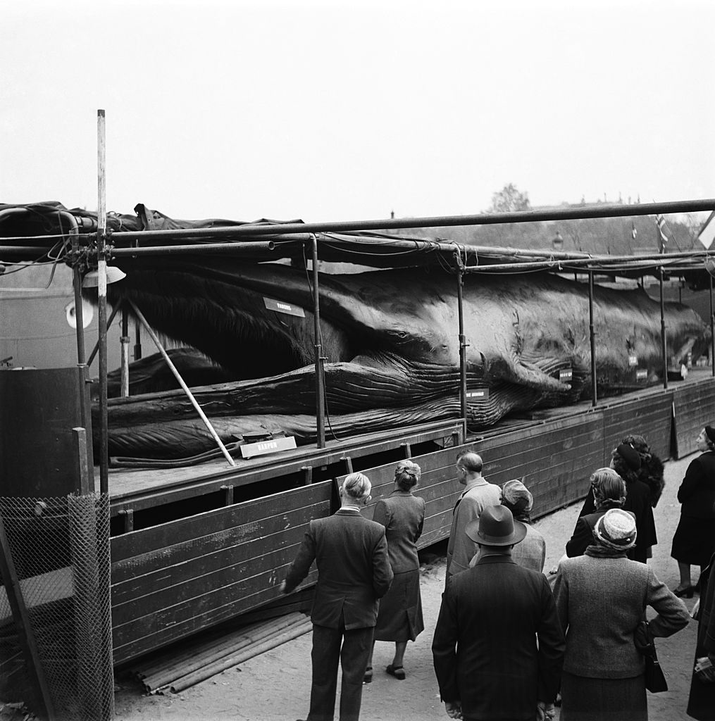 People looking at a whale caught in 1950 in Norway