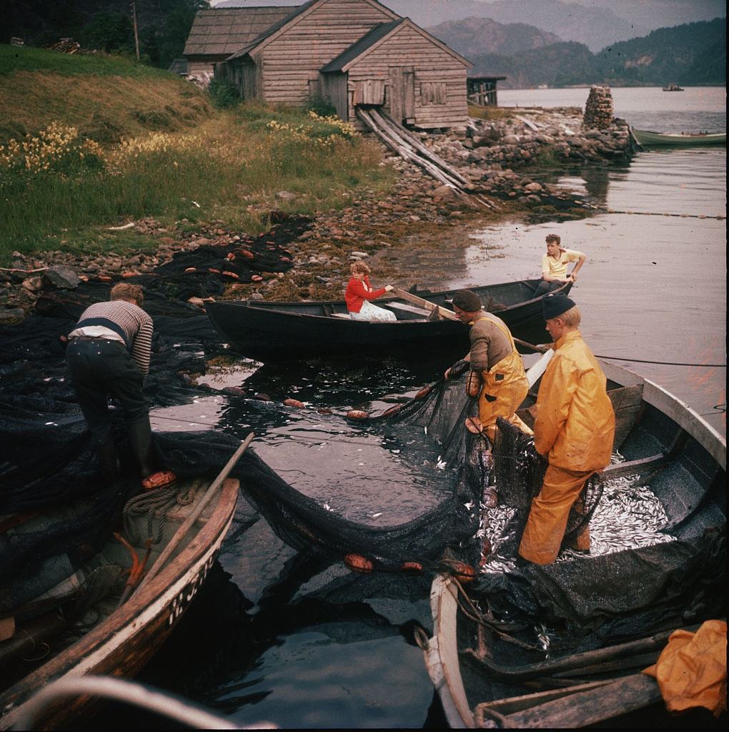 Fishermen haul in nets in the Ouiske Fjord, Norway, 1958.