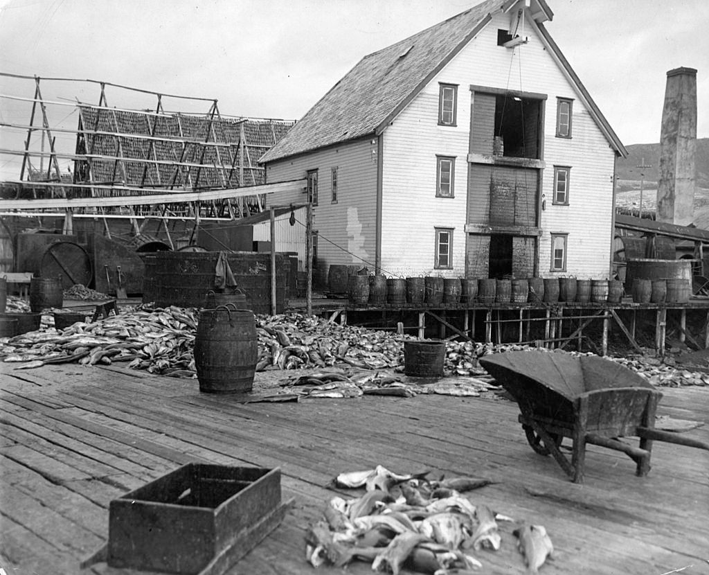 A fresh catch of cod fish waiting to be cleaned in Hammerfest, Norway, 1955.