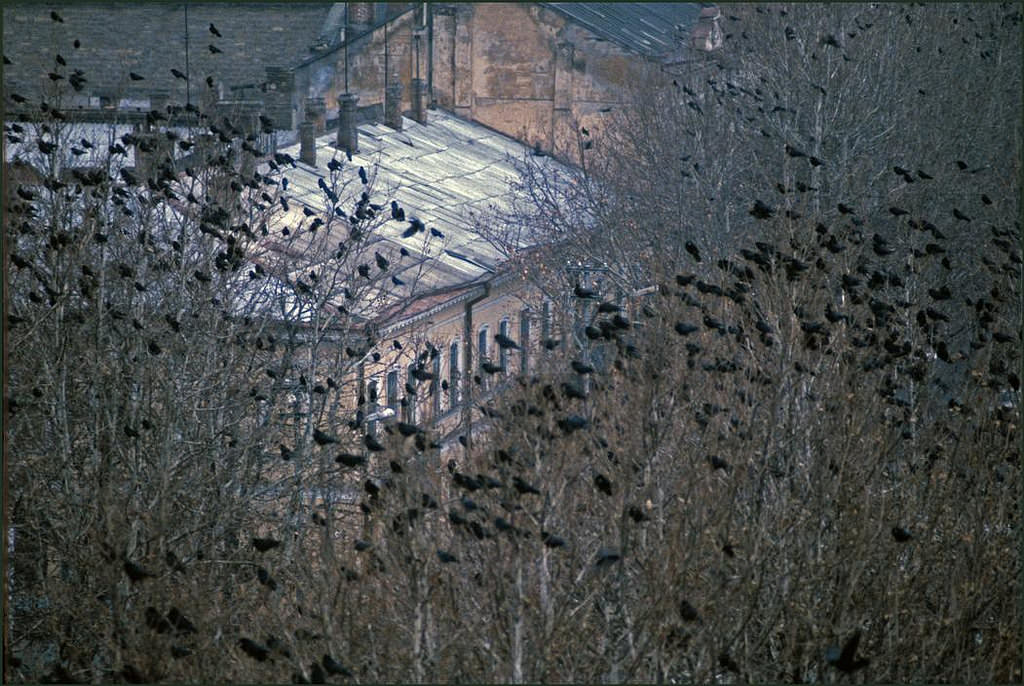 Thousands of birds gather in the wintry trees in front of city buildings. The foundations of the city were ordered by Russian Queen Catherine 2nd in 1794 but the architecture was inspired by Duke Emmanuel de Richelieu who grew up in Paris and wished the new city to be even more beautiful.
