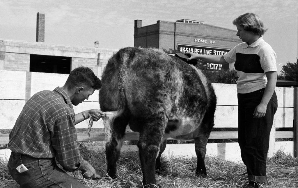 Woman brushing an animal during the Nebraska State Fair in Omaha.