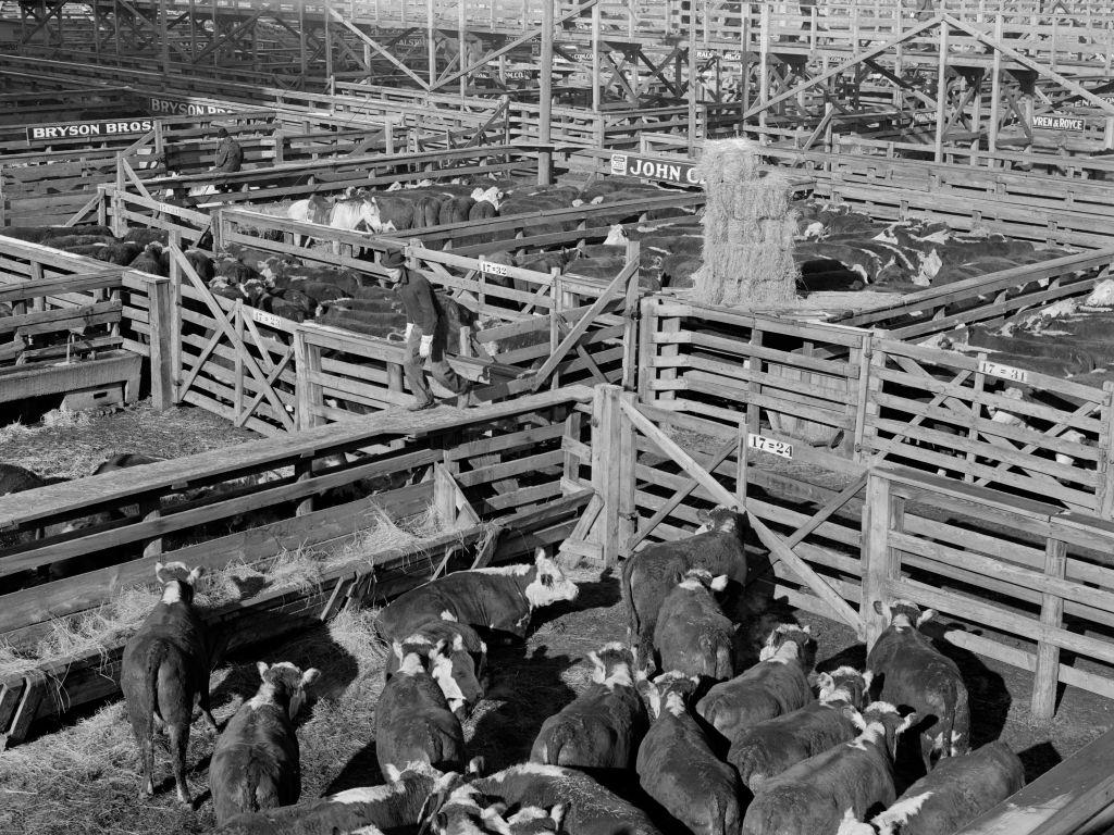 Stockyards, South Omaha, Nebraska, 1920s