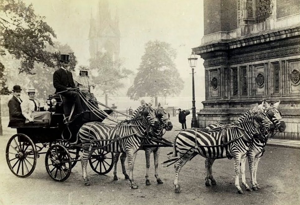 Walter Rothschild sitting in a carriage pulled by six zebras.