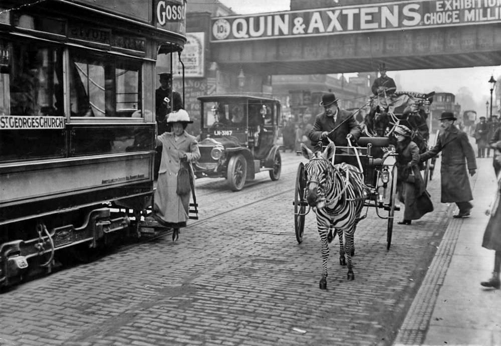 A zebra pulls a carriage through Brxton, London, 1913.