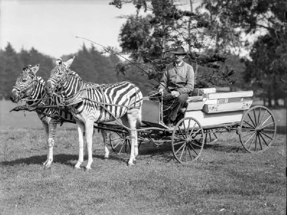 Zebra team with man and cart in Golden Gate Park, ca. 1925.