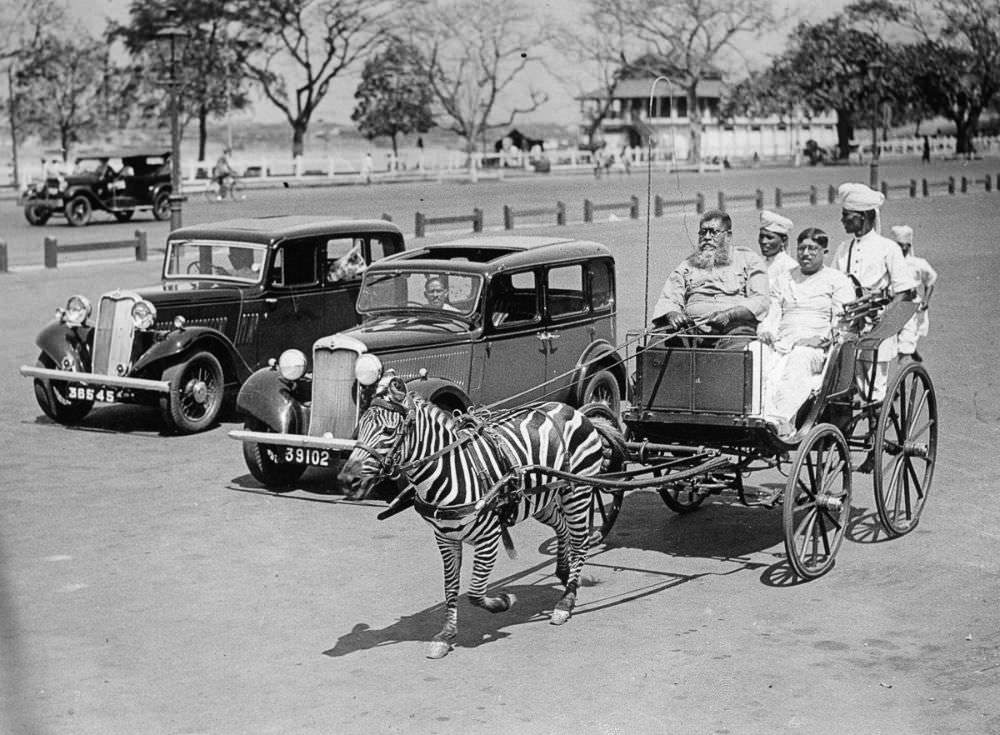 A zebra pulls a carriage in Calcutta, India, ca. 1930.