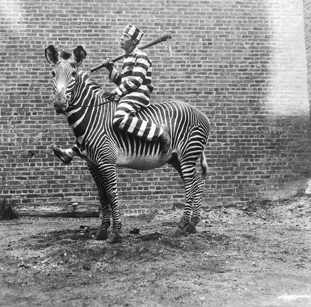 A comic criminal tries to make a prison break on the back of an East African zebra which was stuffed and mounted by Dr. James L. Clark of New York for the University of Nebraska, 1933.