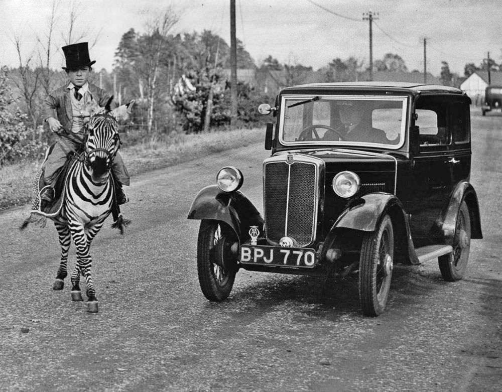 Laffin Leslie, an 18-year-old dwarf, guides Jimmy, the “only rideable zebra in the world,” across a road in Berkshire, England, 1935.