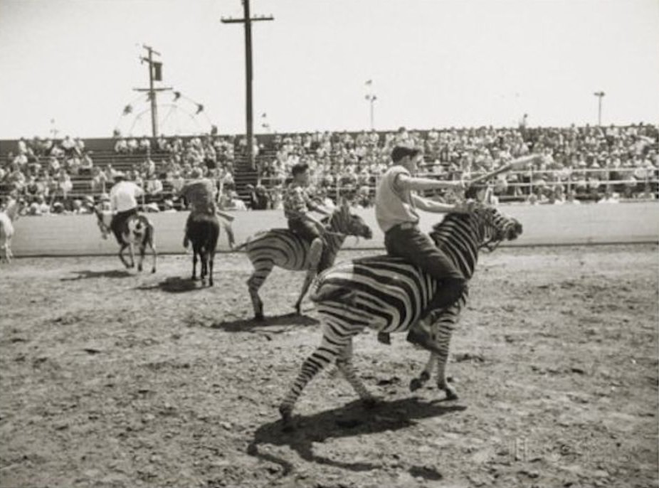 This photo is often captioned “Zebra racing”, but the zebras appear to be in a display with other horses.