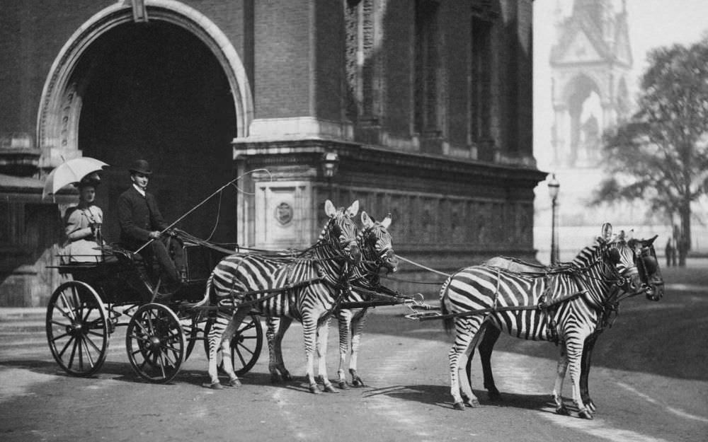 Mr. Hardy with zebra coach in London, 1898.