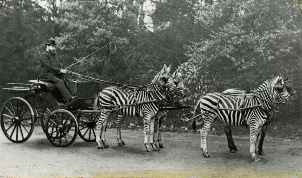 Lord Walter Rothschild with his team of carriage-pulling zebras, 1895. Rothschild (1868 – 1937) of the global Rothschild banking family, owned his own zoo.