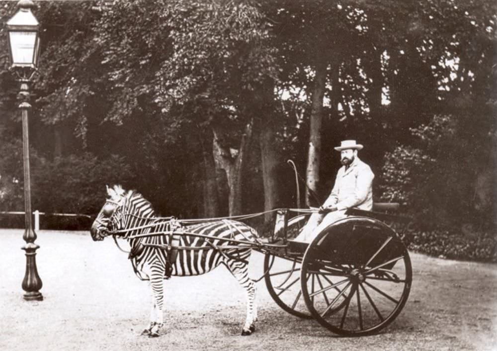 Carriage drawn by a zebra driven by Lord Lionel Walter Rothschild, founder of the Natural History Museum at Tring, now part of the Natural History Museum, London.