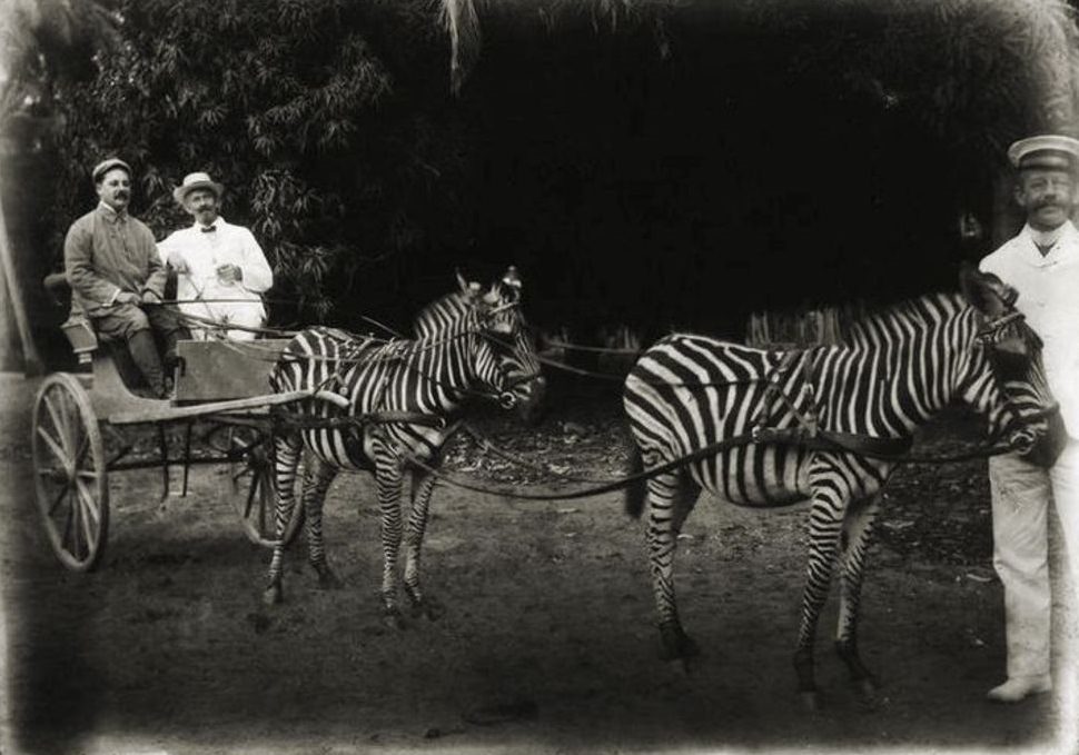 A zebra cart, ca. 1890s.