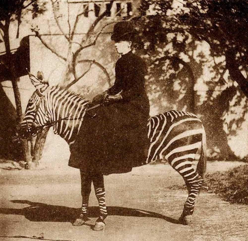 Mrs. Alice Hayes herself, as may be supposed, looks every inch a ‘workman’ in the saddle, ca. 1890s.