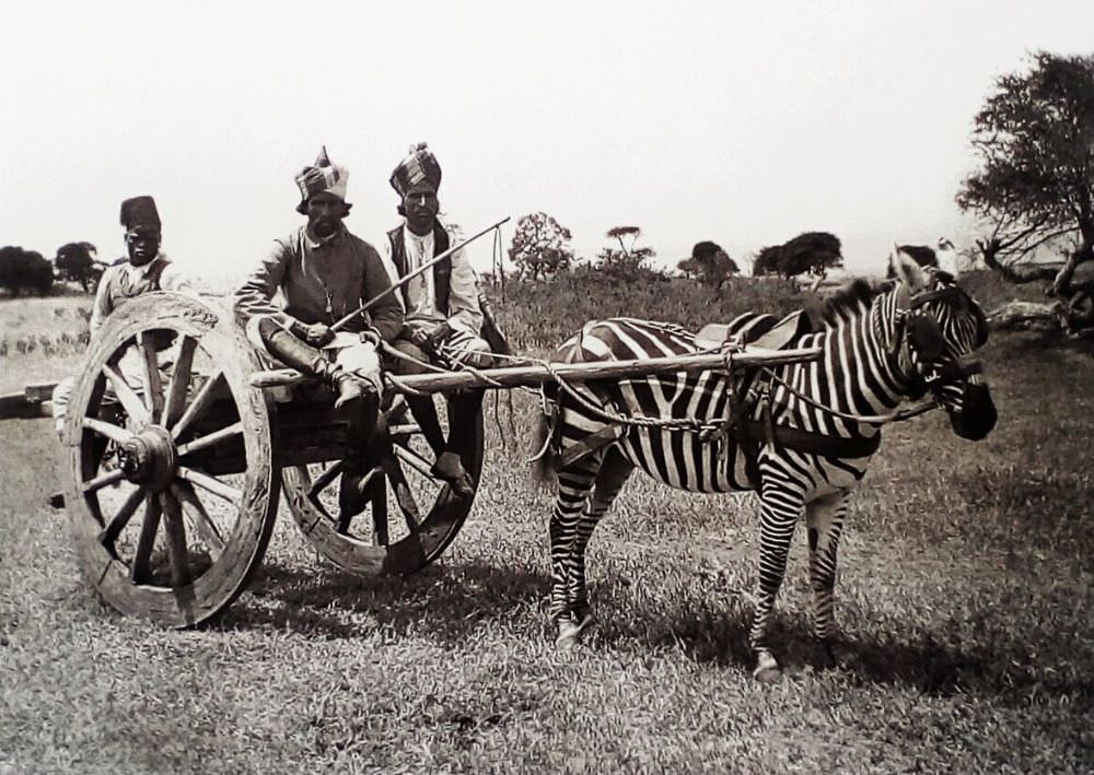 A zebra cart in Kenya, ca. 1900s.