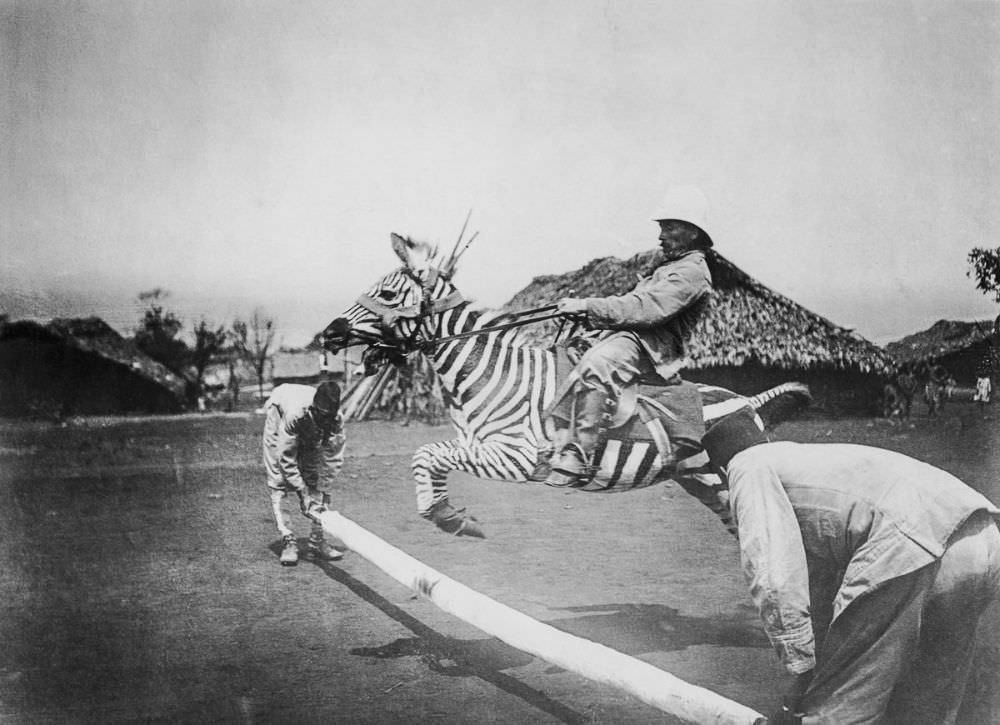 A German colonial officer takes a leap on the back of a tame zebra in German East Africa, ca. 1910.